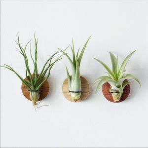 Air Plant Fridge Magnets